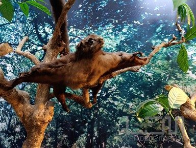 Tìm hiểu về Cầy bay qua mẫu vật trưng bày tại Bảo tàng tỉnh Lâm Đồng
