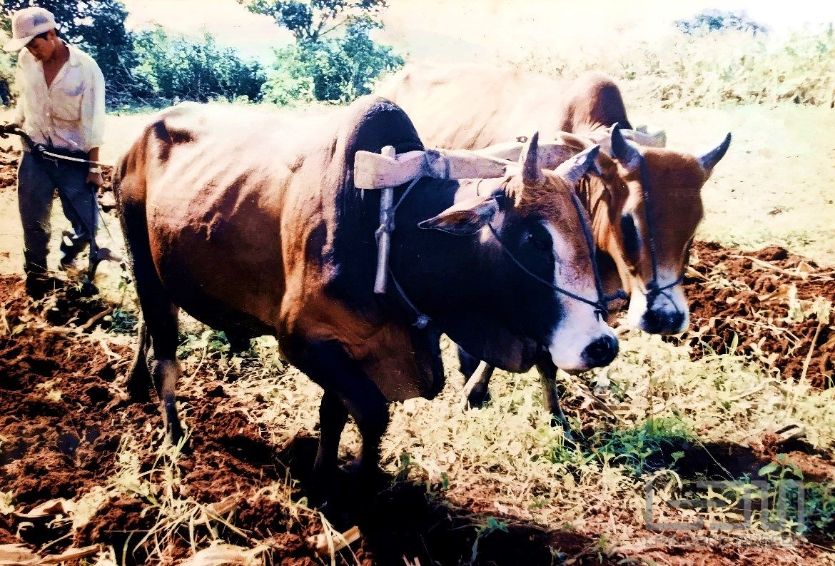Tìm hiểu kỹ thuật canh tác lúa nước và bộ nông cụ cày, bừa truyền thống của người Chu Ru ở Lâm Đồng