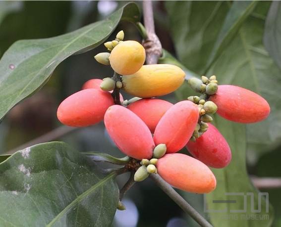 A close-up of some fruit

Description automatically generated