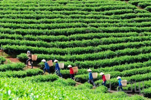 Cây trà tại tỉnh Lâm Đồng