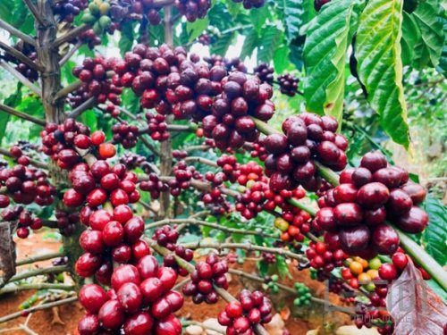 Cây cà phê Arabica tại Lâm Đồng