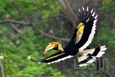 Khám phá về chim Hồng hoàng tại Bảo tàng Lâm Đồng